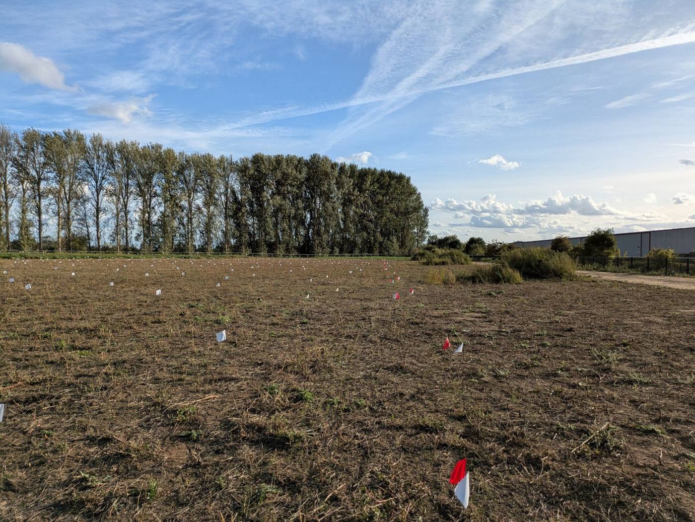 Hundreds of solar farm pile positions set out with white and red flags across a field